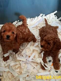 Red Brown Toy Poodle Yavruları 4