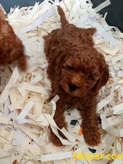 Red Brown Toy Poodle Yavruları 3