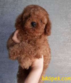 Red Brown Toy Poodle Bebekleri 3