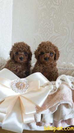 Red Brown Toy Poodle Yavruları Aşıları Tam 1