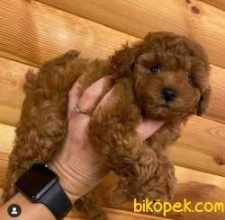 Red Brown Toy Poodle Yavruları Aşıları Tam 3