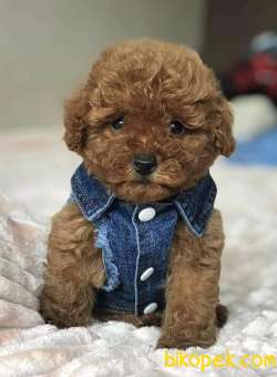 Red Brown Toy Poodle Yavruları Aşıları Tam 2