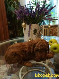 RED BROWN TOY POODLE YAVRULARI 3
