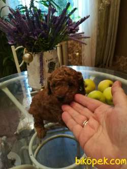 RED BROWN TOY POODLE YAVRULARI 2