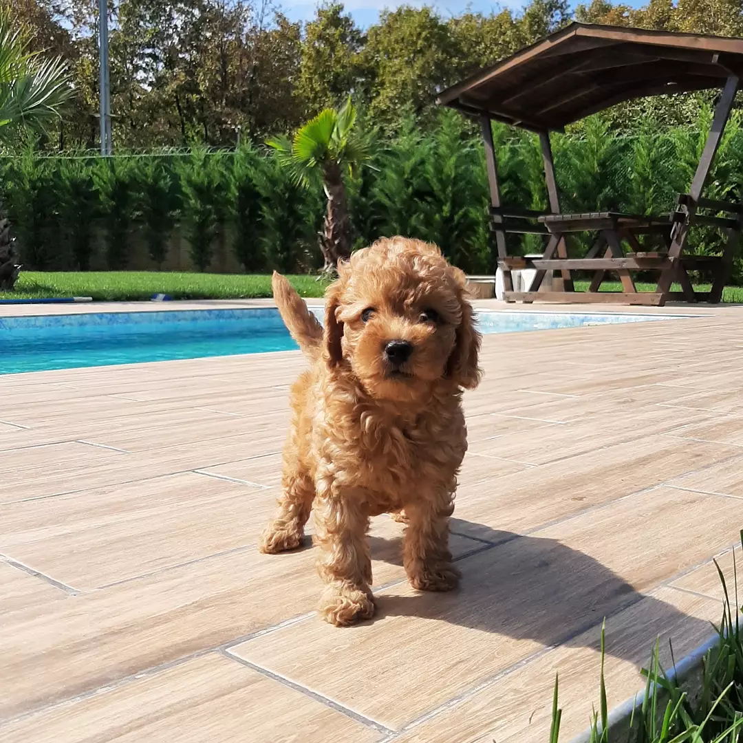Toy Poodle Yavruları 1