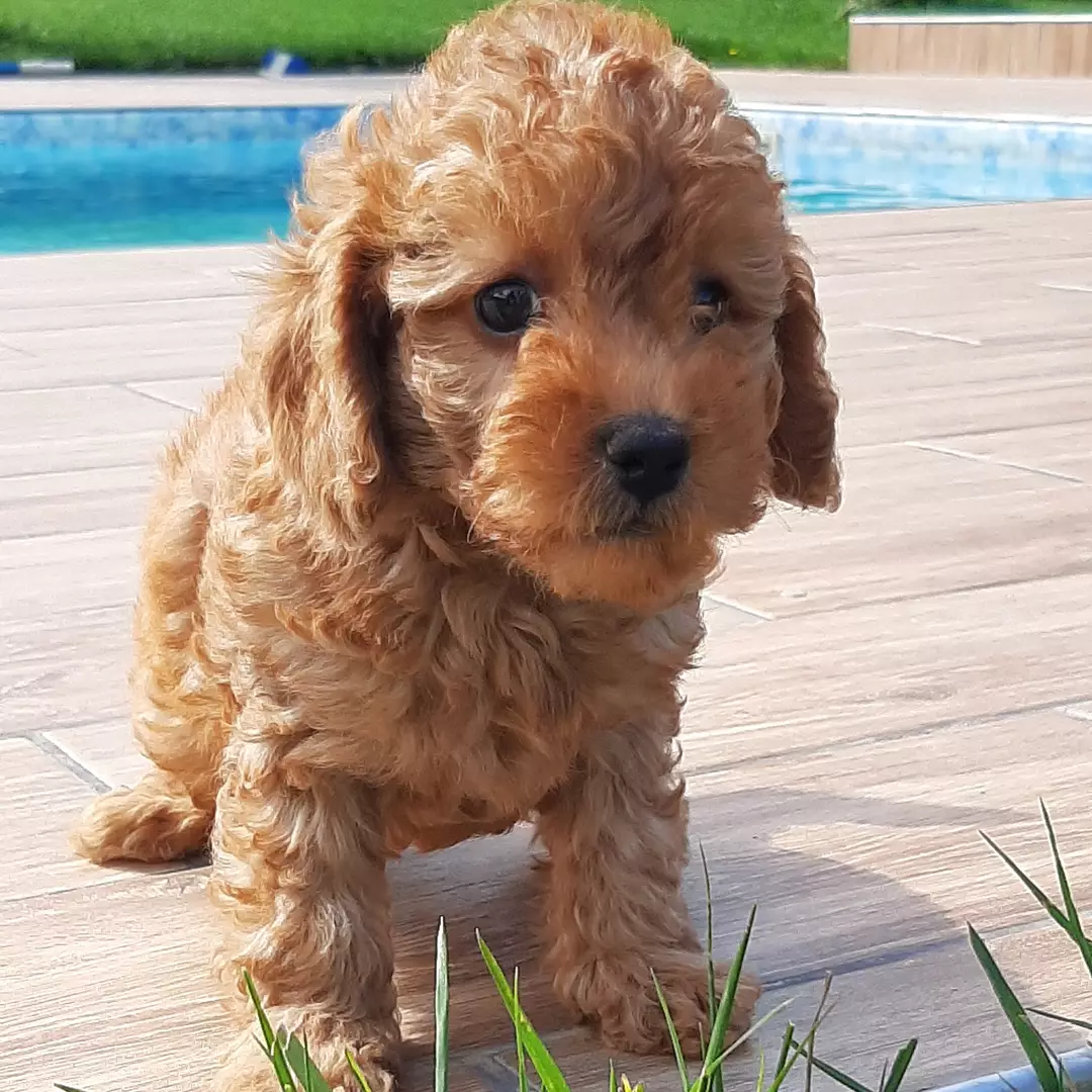 Toy Poodle Yavruları 2
