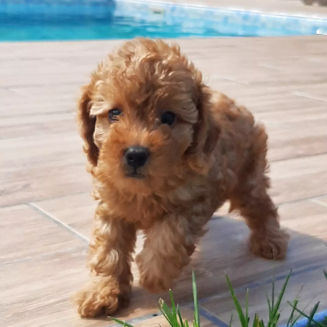 Toy Poodle Yavruları 5