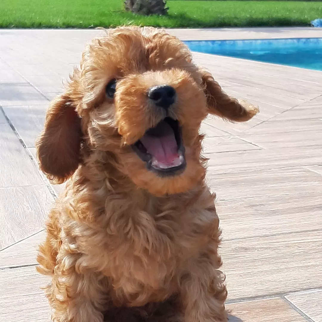 Toy Poodle Yavruları 3