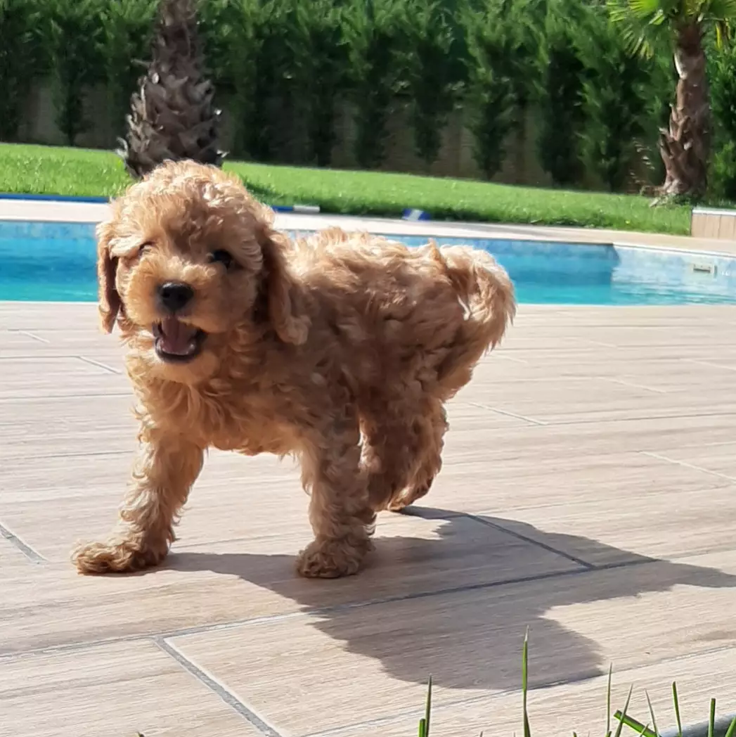 Toy Poodle Yavruları 4