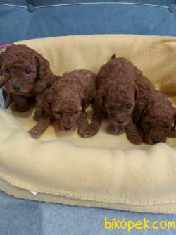 Red Brown Toy Poodle Yavruları 1