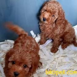 Red Brown Toy Poodle Yavruları 2