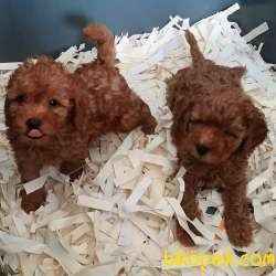 Red Brown Toy Poodle Yavruları 4