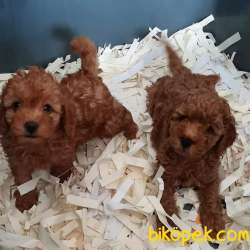 Red Brown Toy Poodle Yavruları 1