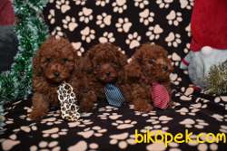 Red Brown Toy Poodle Yavruları 3