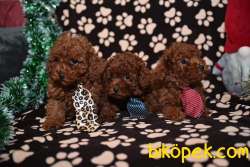 Red Brown Toy Poodle Yavruları 2