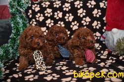 Red Brown Toy Poodle Yavruları