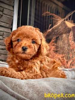 RED BROWN TOY POODLE YAVRULARI ÇİFTLİKTEN 1