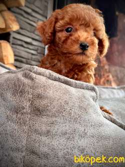 RED BROWN TOY POODLE YAVRULARI ÇİFTLİKTEN 4