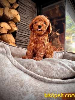 RED BROWN TOY POODLE YAVRULARI ÇİFTLİKTEN 3