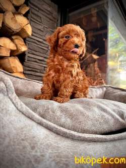 RED BROWN TOY POODLE YAVRULARI ÇİFTLİKTEN 2