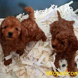 Red Brown Toy Poodle Yavruları  Istanbul 1