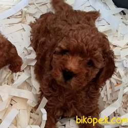 Red Brown Toy Poodle Yavruları  Istanbul 5