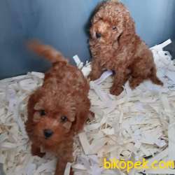 Red Brown Toy Poodle Yavruları  Istanbul 4