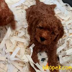 Red Brown Toy Poodle Yavruları  Istanbul 2