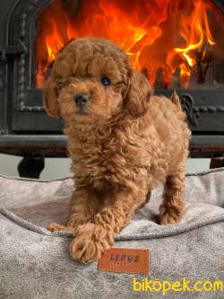 RED BROWN TOY POODLE YAVRULARI ISTANBUL 3