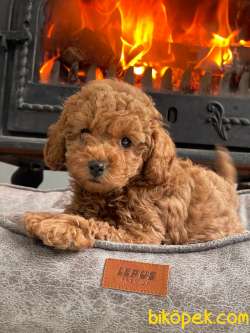 RED BROWN TOY POODLE YAVRULARI ISTANBUL 5