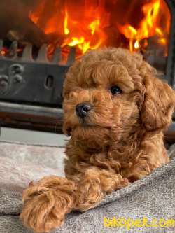 RED BROWN TOY POODLE YAVRULARI ISTANBUL 4