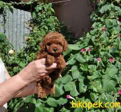 Red Brown Toy Poodle Yavruları İstanbul 1