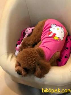 RED BROWN TOY POODLE YAVRULARI ISTANBUL 1