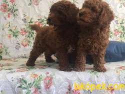 RED BROWN TOY POODLE YAVRULARI ISTANBUL 2