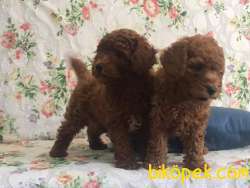 RED BROWN TOY POODLE YAVRULARI ISTANBUL 4