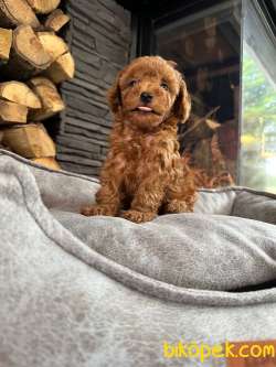 RED BROWN TOY POODLE YAVRULARI ISTANBUL 3