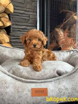 RED BROWN TOY POODLE YAVRULARI ISTANBUL
