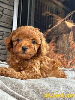 RED BROWN TOY POODLE YAVRULARI ISTANBUL 2