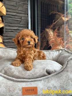 RED BROWN TOY POODLE YAVRULARI ISTANBUL 4