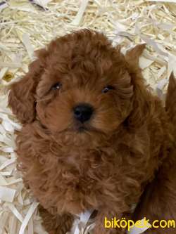 Red Brown Toy Poodle Yavruları İstanbul