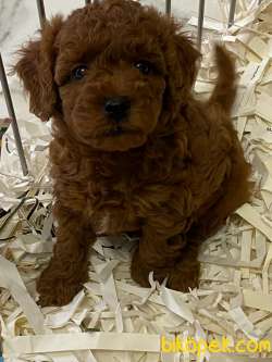 Red Brown Toy Poodle Yavruları İstanbul 3