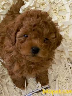 Red Brown Toy Poodle Yavruları İstanbul 2