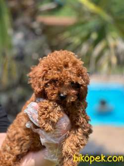 RED BROWN TOY POODLE YAVRULARI ISTANBUL 2