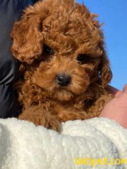 Red Brown Toy Poodle Yavruları İstanbul 2