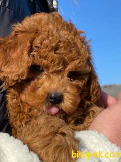 Red Brown Toy Poodle Yavruları İstanbul 1