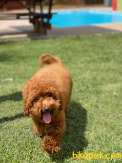 Red Brown Toy Poodle Yavruları İstanbul 5