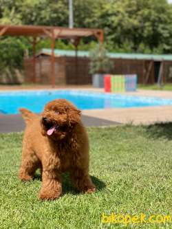 Red Brown Toy Poodle Yavruları İstanbul 2