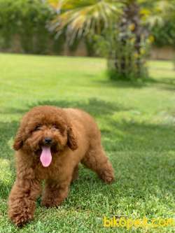 Red Brown Toy Poodle Yavruları İstanbul 1