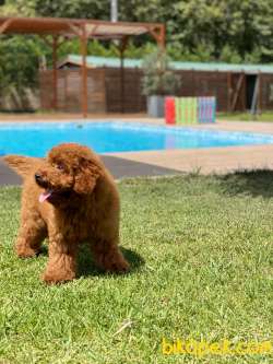 Red Brown Toy Poodle Yavruları İstanbul 4