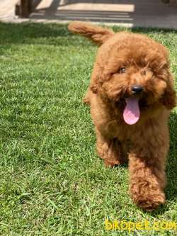 Red Brown Toy Poodle Yavruları İstanbul 3